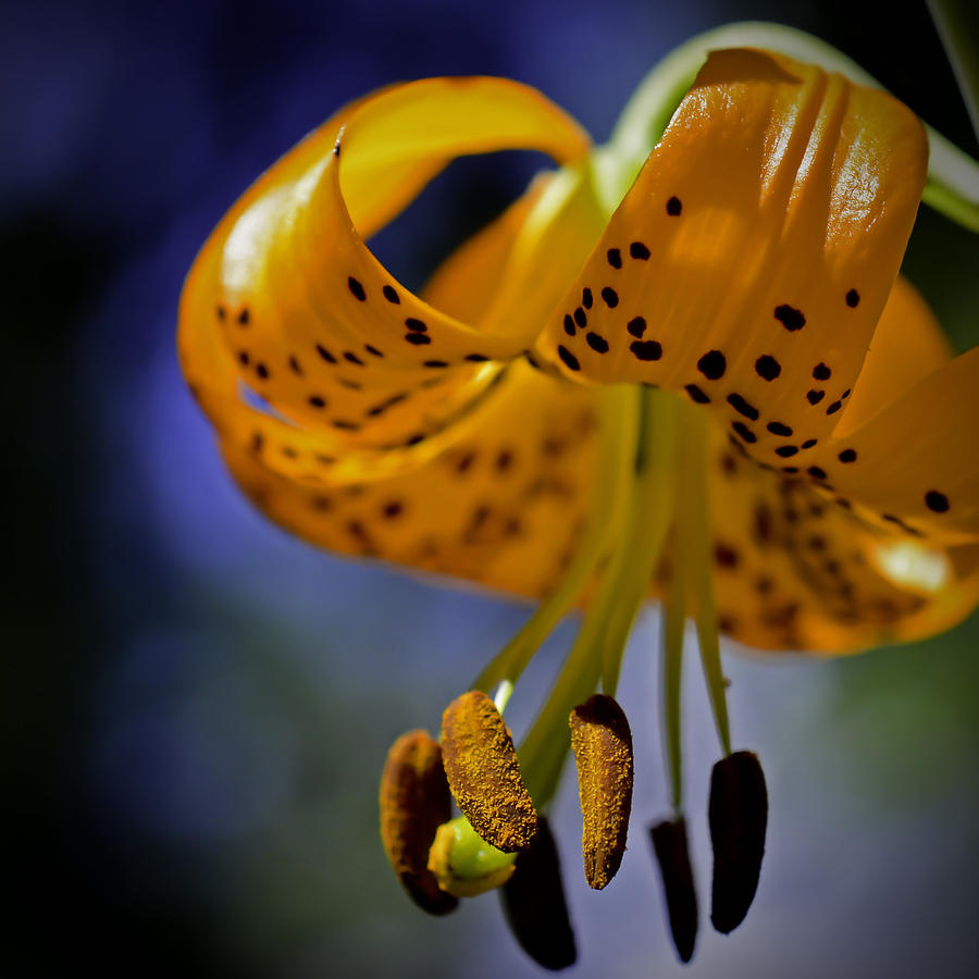 Tiger Lily Photograph by George Davidson