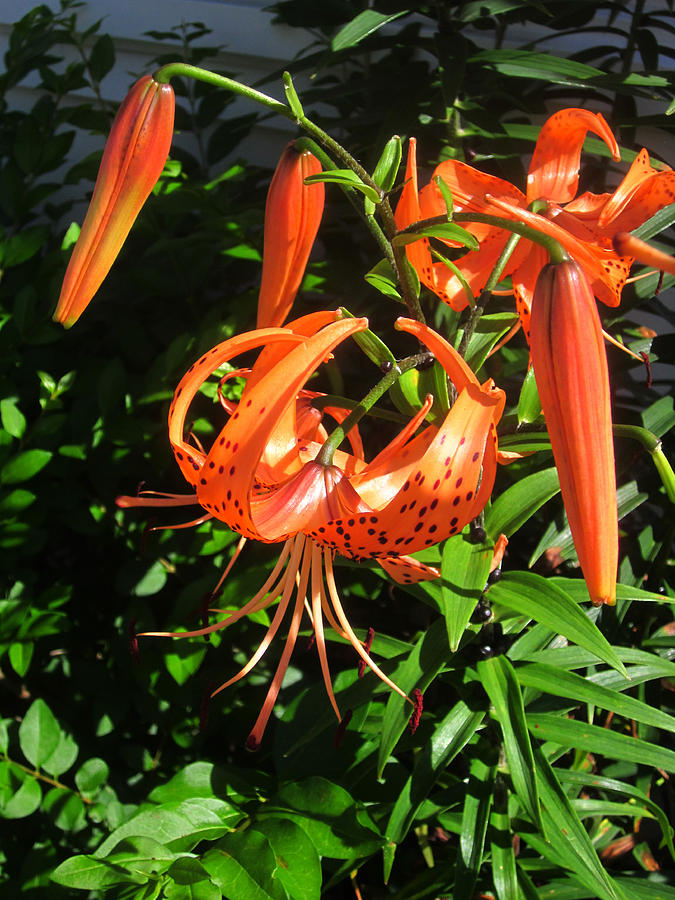 Tiger Lily Photograph by Guy Ricketts