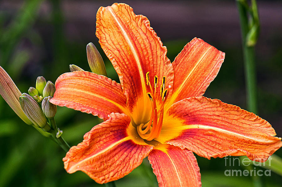 Tiger Lily Photograph by Gwen Gibson