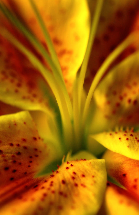 Flower Photograph - Tiger Lily by Heather Fox