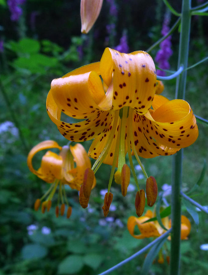 Tiger Lily Photograph by HW Kateley