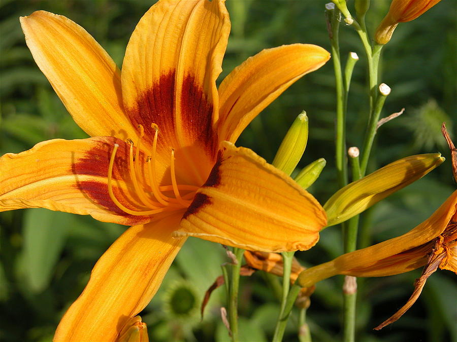 Tiger Lily I Photograph