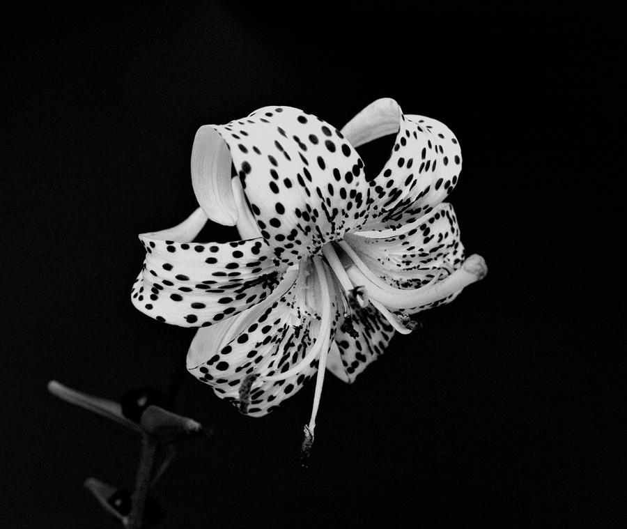 Tiger Lily in Black and White Photograph by Sandy Keeton
