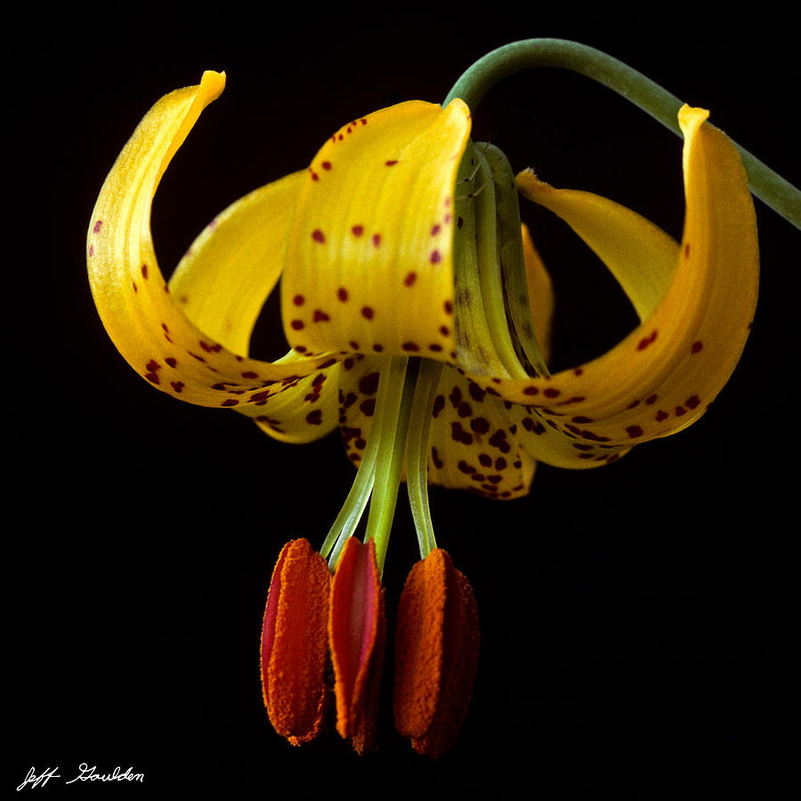 Tiger Lily Photograph by Jeff Goulden