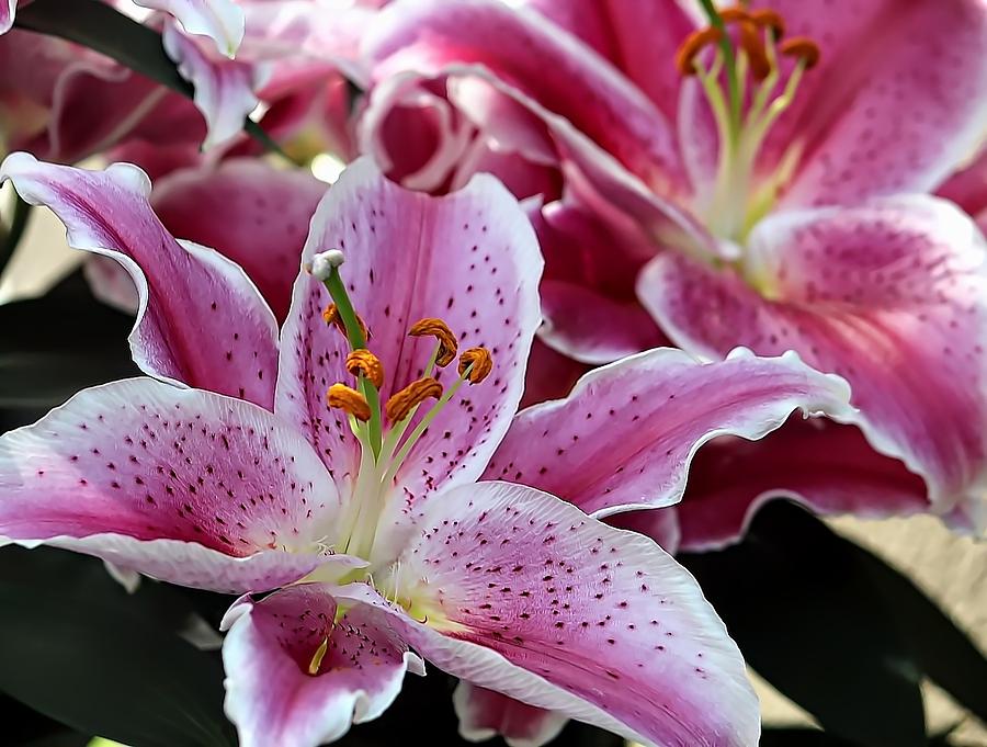 Tiger Lily Photograph by Joyce Baldassarre - Fine Art America