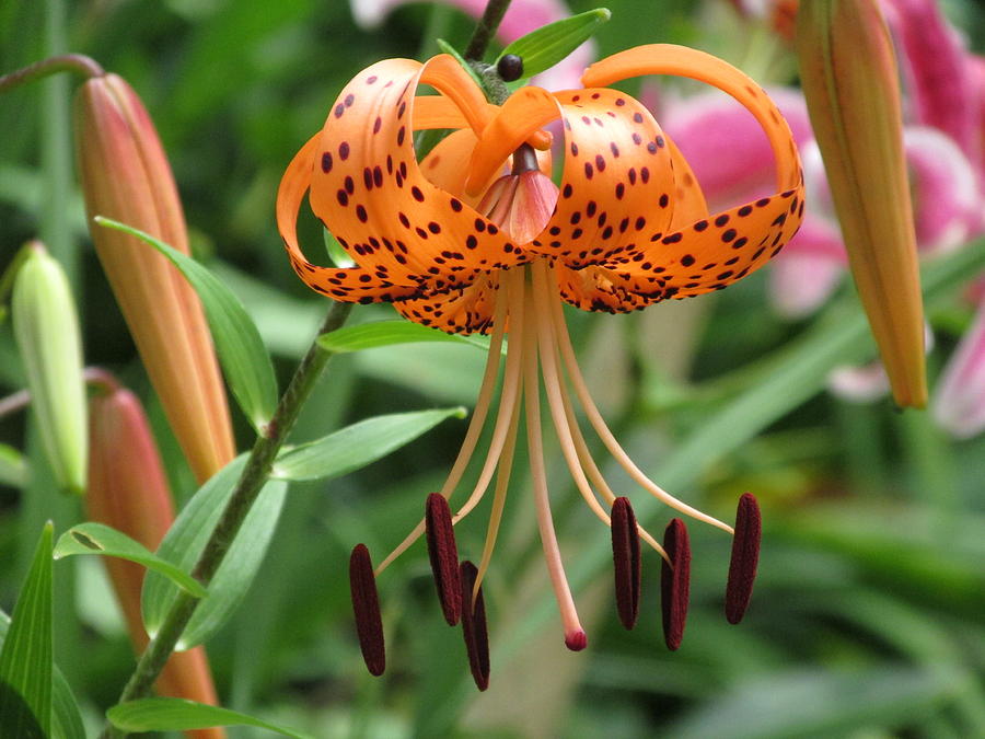 Tiger Lily Photograph by Lynne Miller - Fine Art America