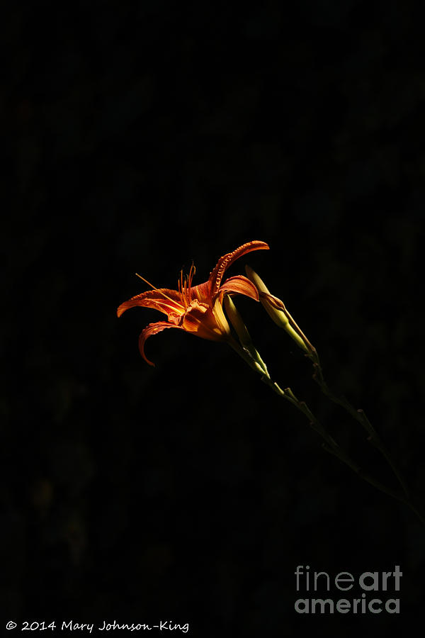 Flower Photograph - Tiger Lily by Mary C Johnson