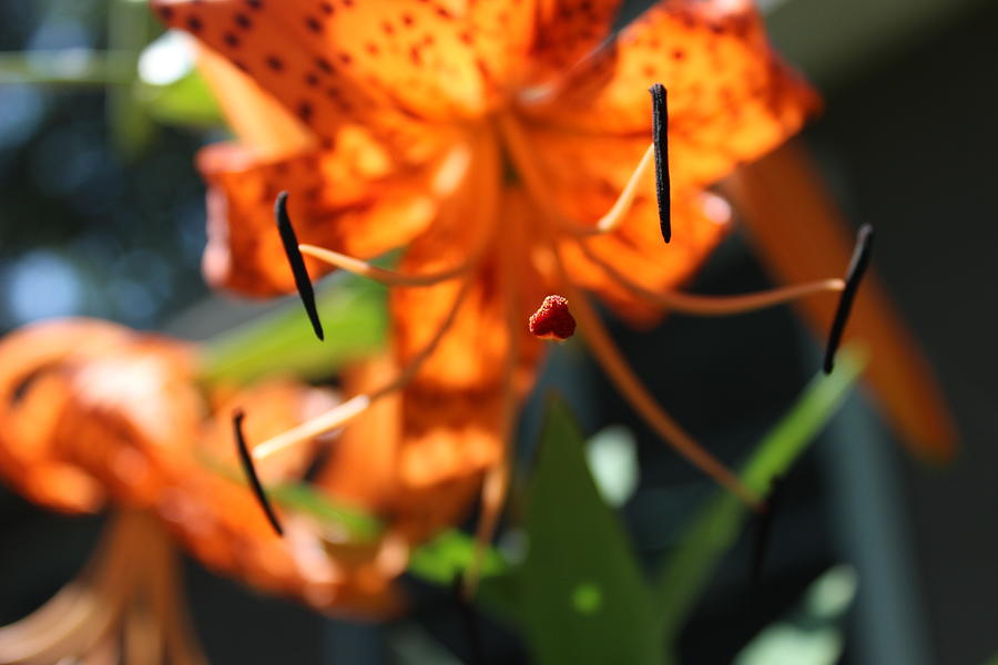 Flower Photograph - Tiger Lily by McLaine White