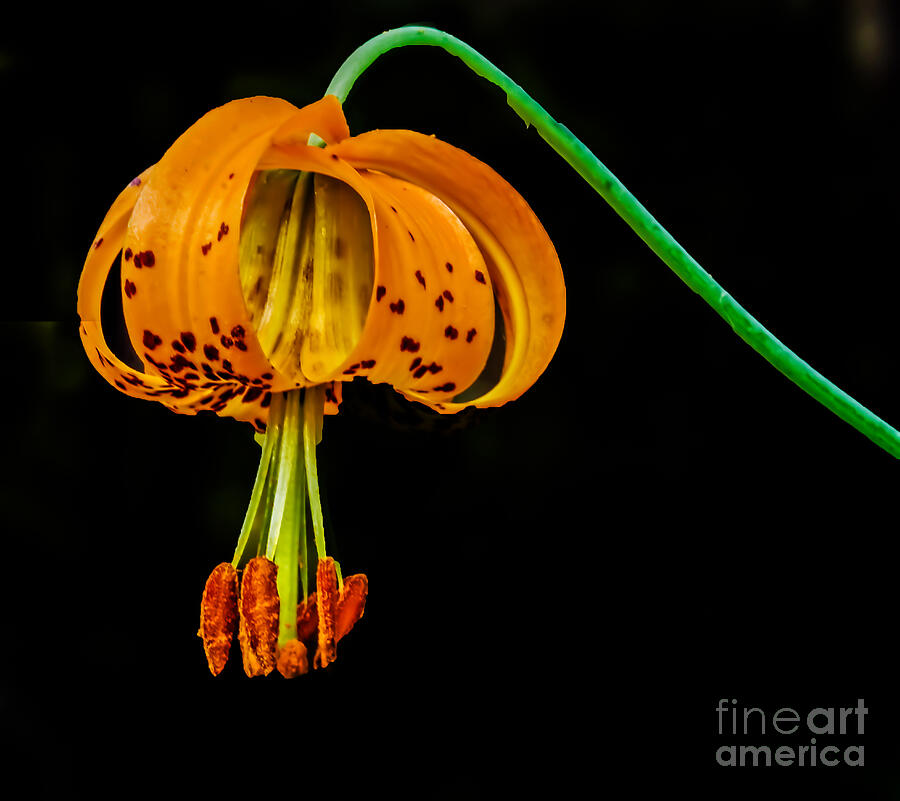 Flower Photograph - Tiger Lily by Robert Bales