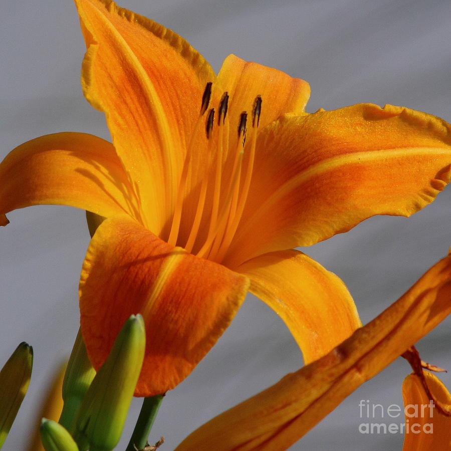 Tiger Lily Photograph by Robert Frederick