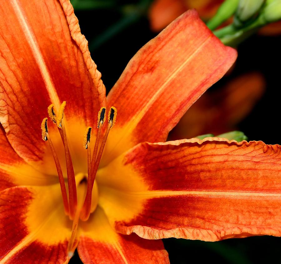 Tiger Lily Photograph by Roger Becker