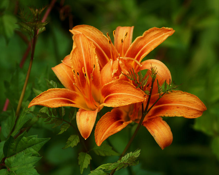 Tiger Lily  Photograph by TnBackroadsPhotos 
