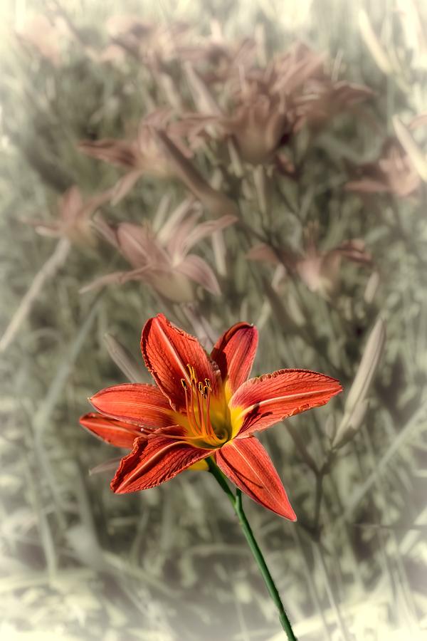 Tiger Lily - Wildflower Photograph by Henry Kowalski