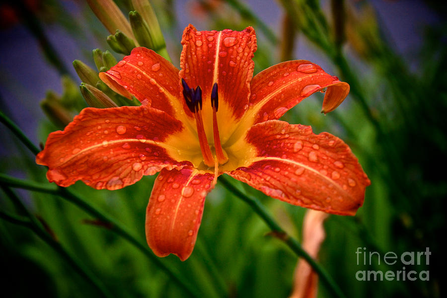 Tiger Lily Photograph by William Norton