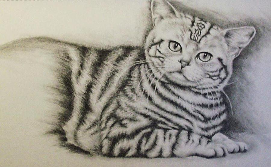 Animal Drawing - Tiger by Lisa Marie Szkolnik