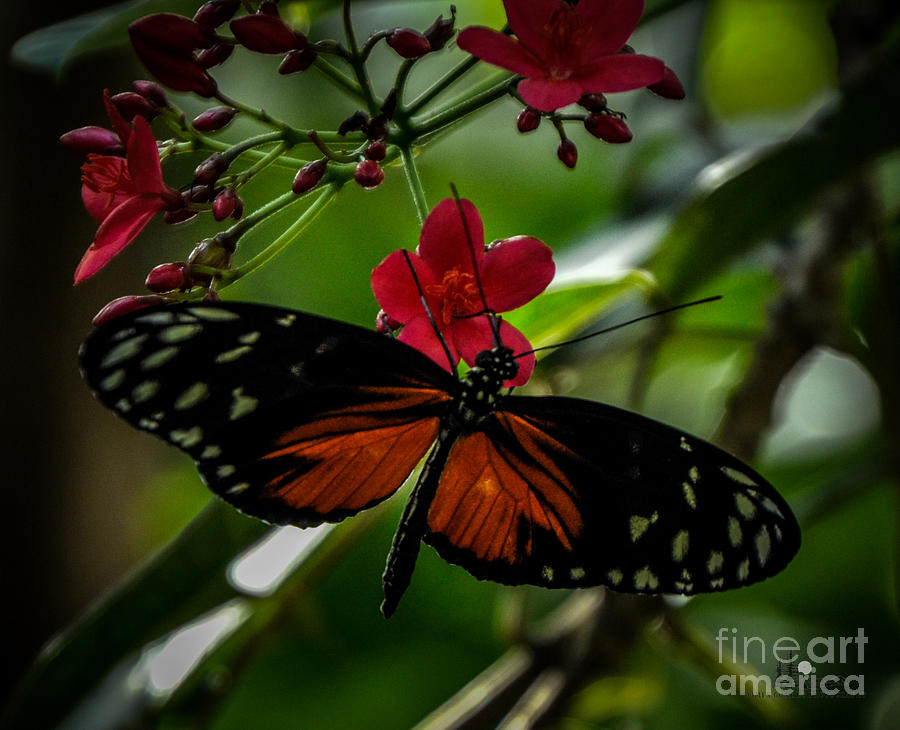 Tiger Longwing and Red Flower Photograph by Ronald Grogan