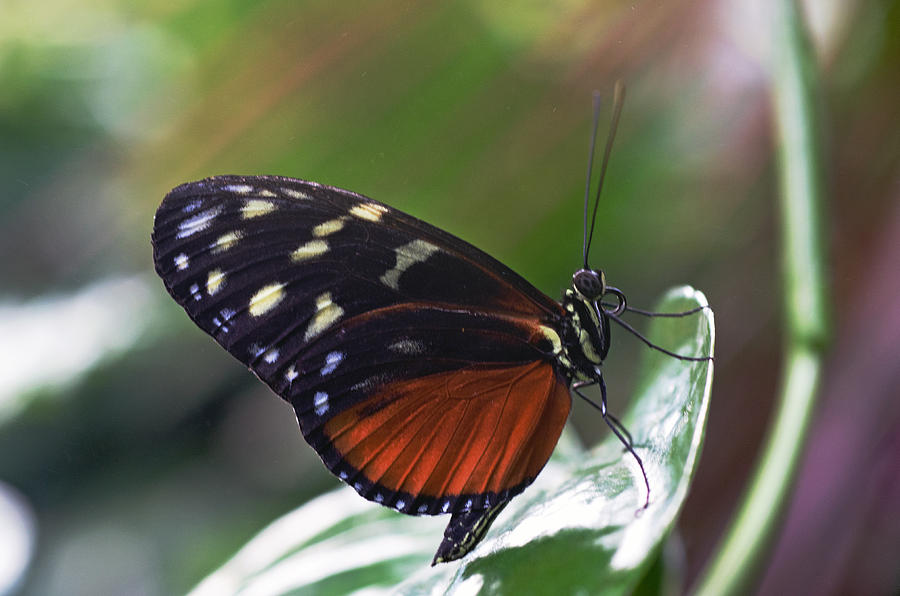 Tiger Longwing Butterfly Photograph by Cheryl Cencich - Fine Art America