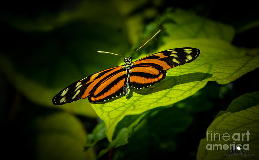Tiger Longwing Butterfly Photograph - Tiger Longwing Butterfly by Grace Grogan