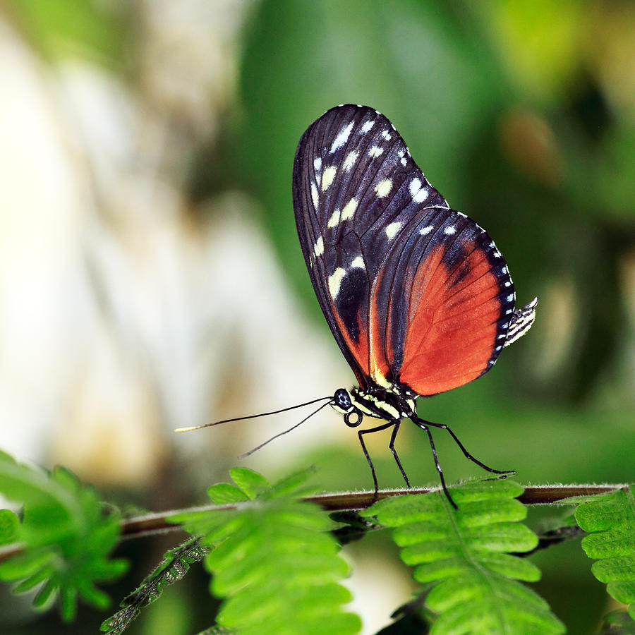 Tiger Longwing Butterfly Photograph