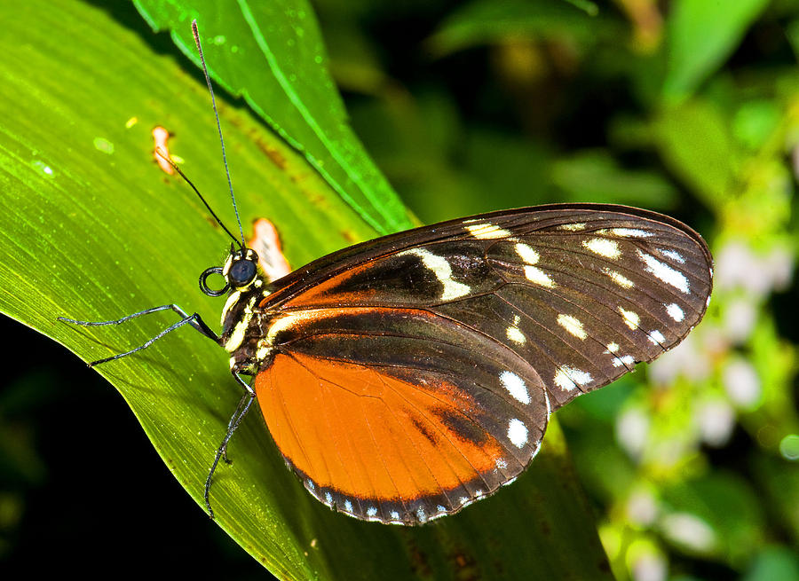 Tiger Longwing Butterfly Photograph by Millard H. Sharp - Fine Art America