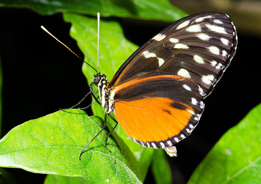 Tiger Longwing Heliconius Ismenius Photograph by Millard H. Sharp | Pixels