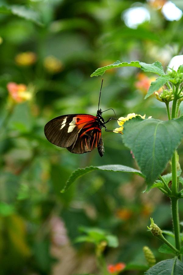 Tiger Longwing III Photograph by Jacqueline Russell