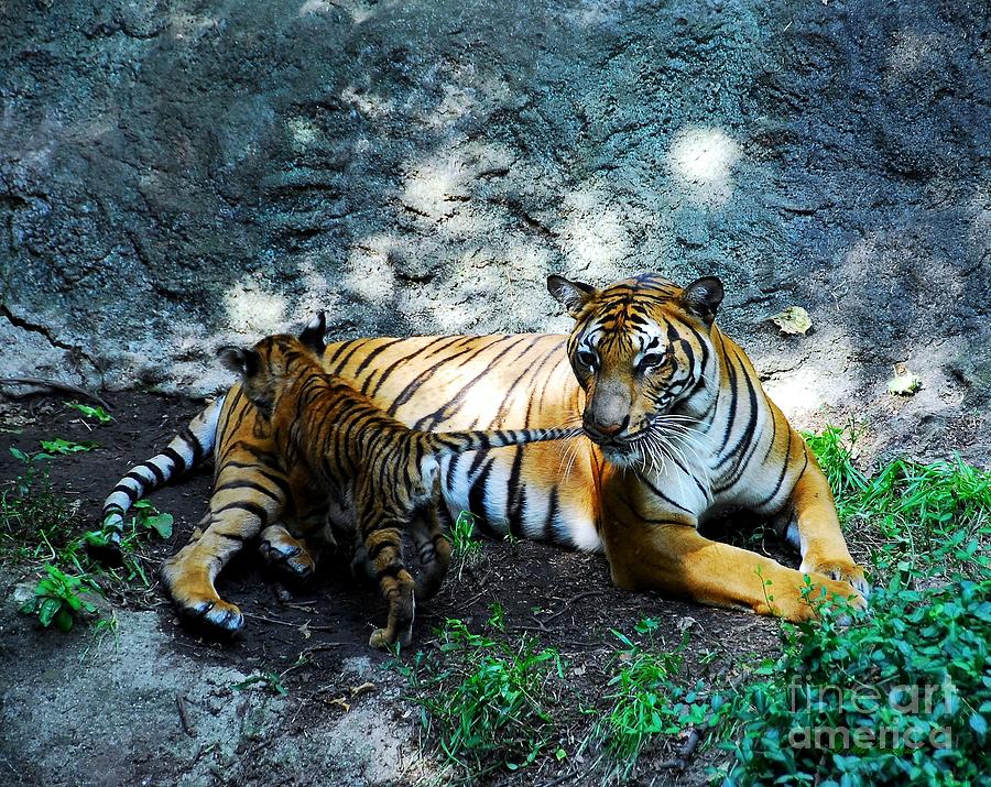 Tiger Love 1 Photograph by Mel Steinhauer