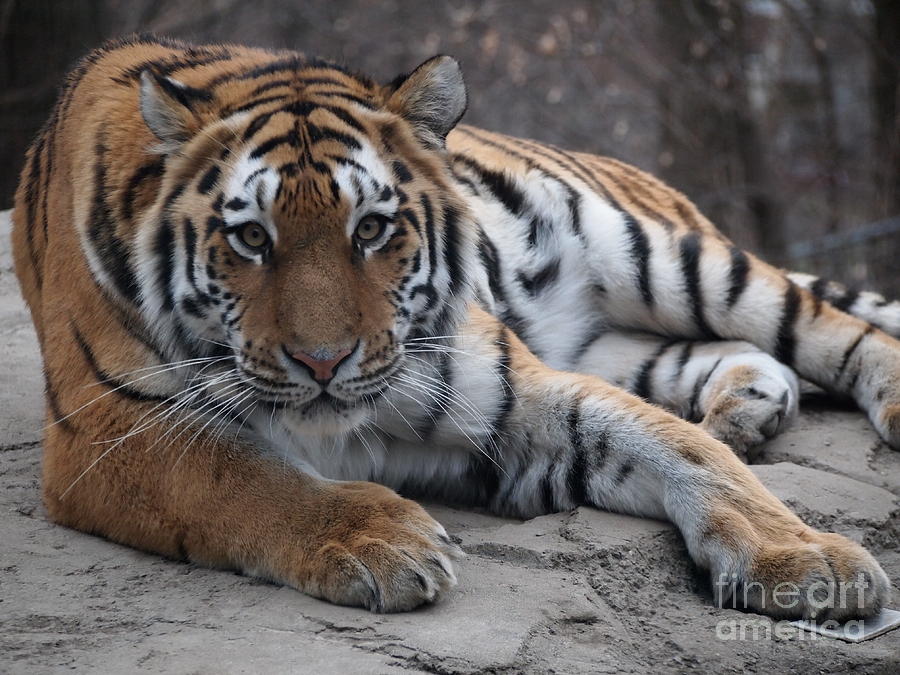 Tiger love Photograph by Jennifer Craft