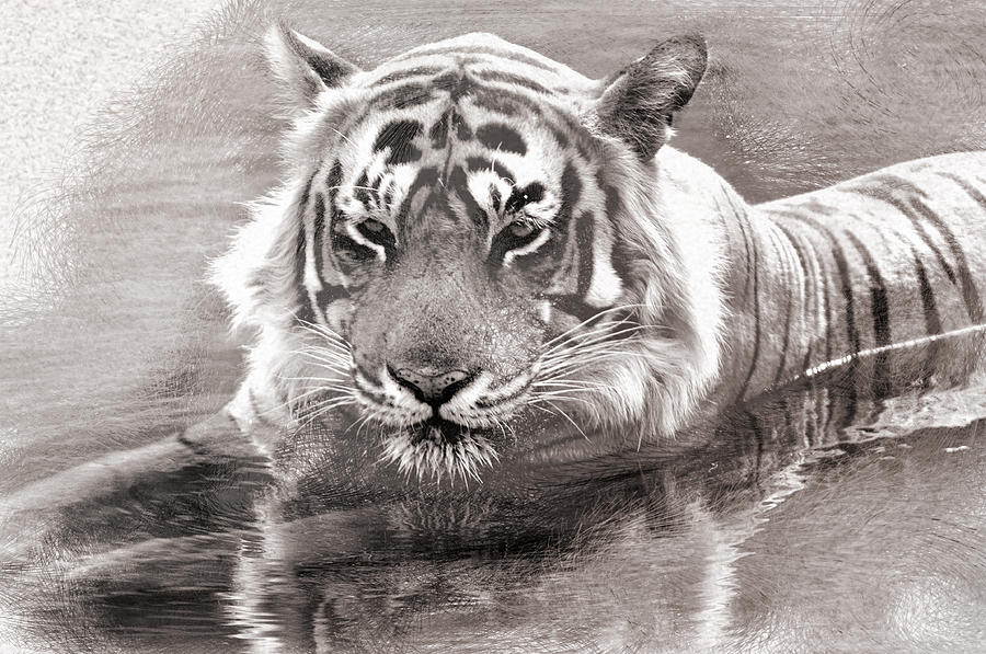 Nature Photograph - Tiger Love Water by Manjot Singh Sachdeva