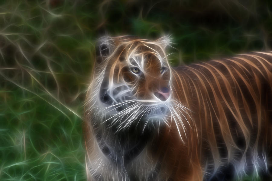 Tiger Photograph - Tiger Magic by Athena Mckinzie