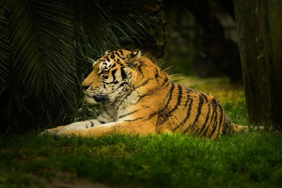 Tiger Photograph by Marco Oliveira