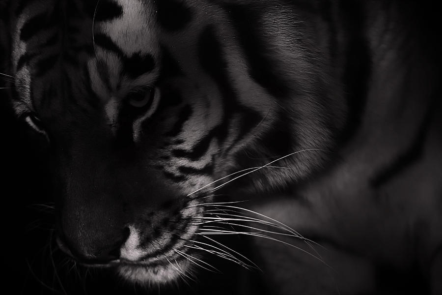 Tiger Photograph - Tiger Monochrome by Martin Newman