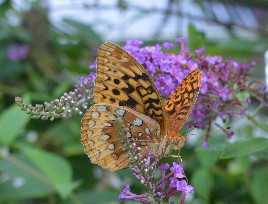 Tiger Moth speyeria aphrodite feeding on Butterfly Bush Photograph by Stacie Siemsen