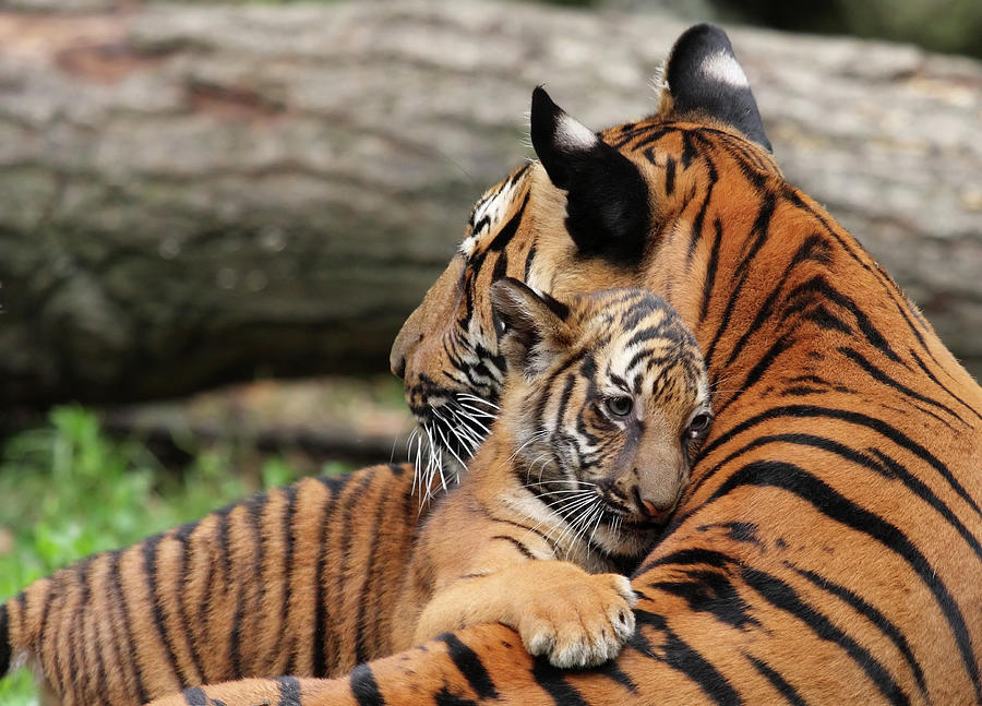 Tiger Mother And Cub by Thedman