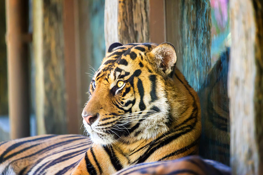 Nature Photograph - Tiger by Nadim Baki