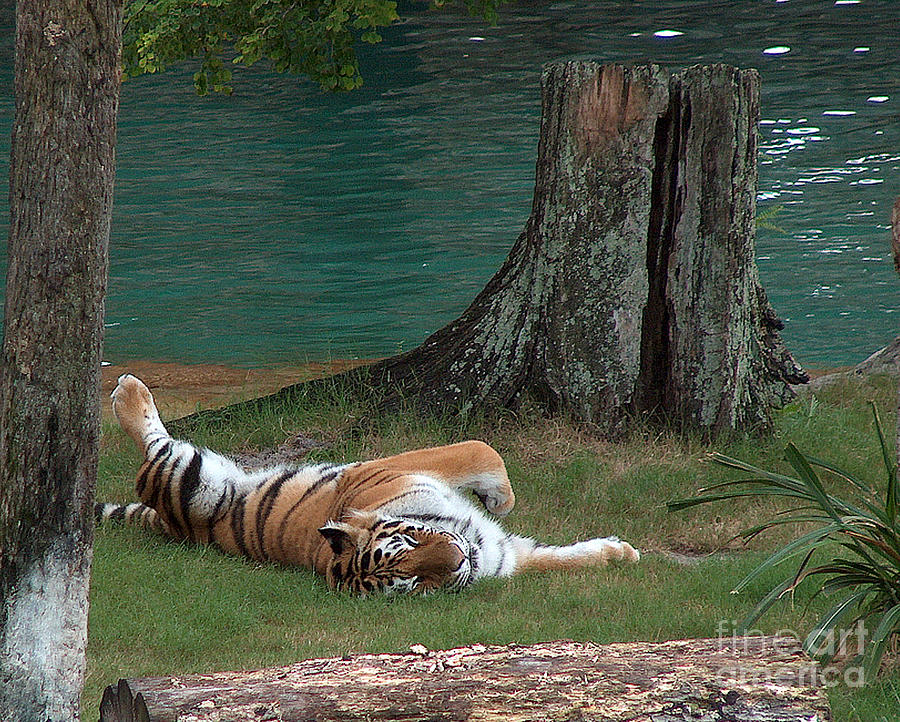 Tiger Nap at Bush Gardens Photograph by Barb Dalton