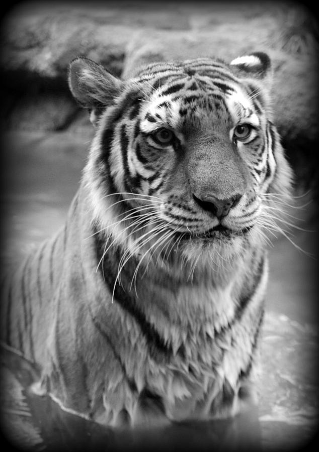 Tiger Photograph by Nathan Abbott