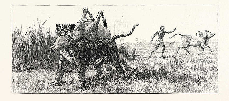 Vintage Drawing - Tiger-netting In Bengal As The Tiger Shoulders His Victim by English School