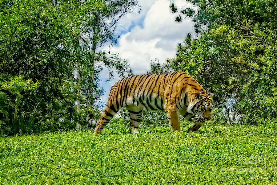 Tiger Photograph by Olga Hamilton
