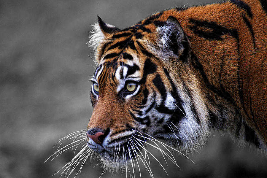 Tiger on Black and White Photograph by Steve McKinzie