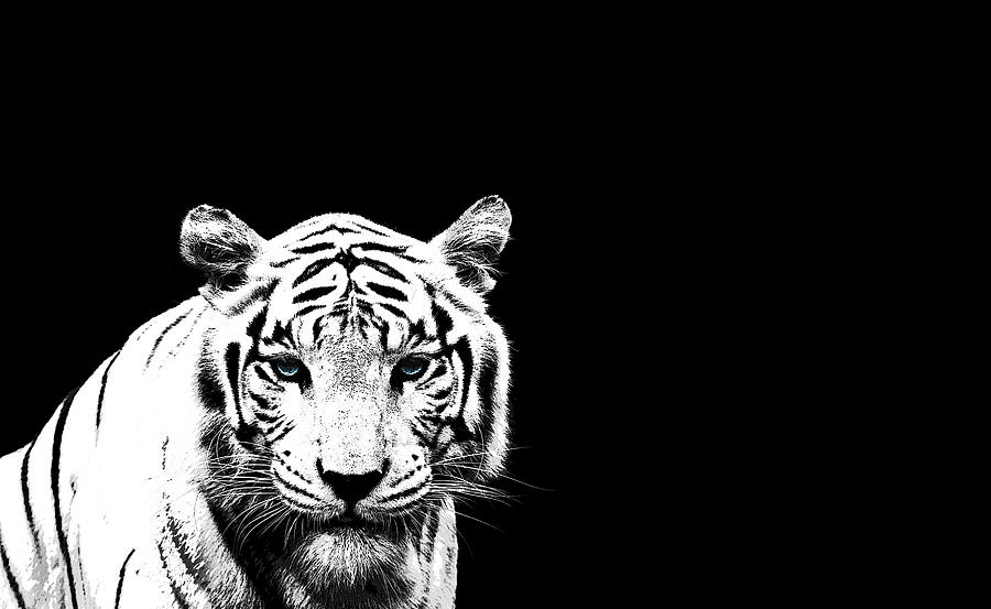 Wildlife Photograph - Tiger On Black by Mark Rogan