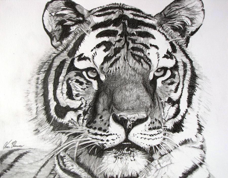 Tiger on Piece of Paper Drawing by Kevin F Heuman - Fine Art America
