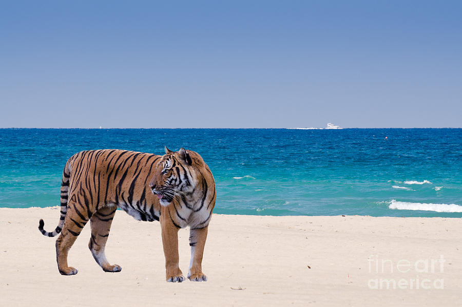Tiger on the beach Photograph by Les Palenik