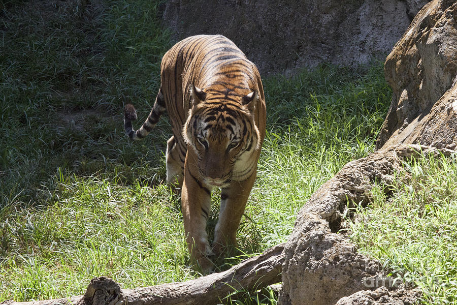 Tiger on the Prowl  Photograph by Douglas Barnard