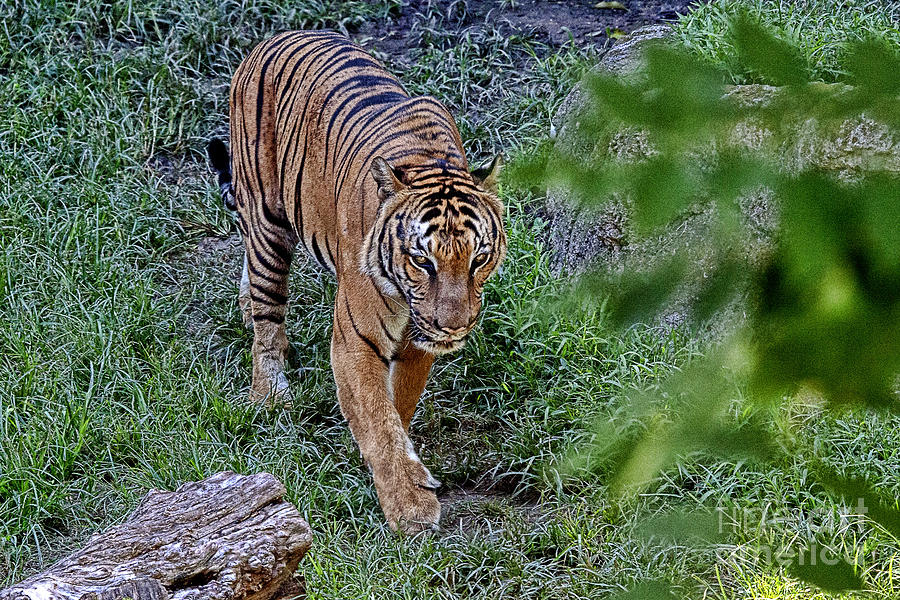 Tiger on the Prowl V3 Photograph by Douglas Barnard