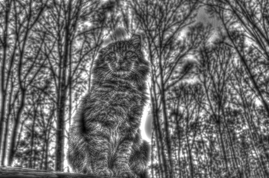 Tiger on the roof BW Photograph by Andy Lawless