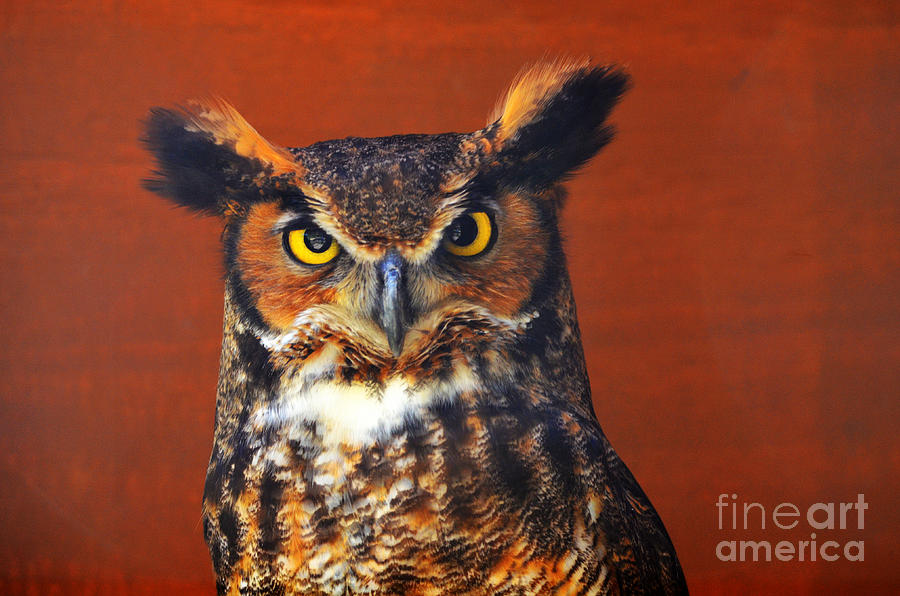 Bird Photograph - Tiger Owl by Rodney Campbell