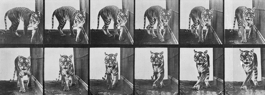 Black And White Photograph - Tiger pacing by Eadweard Muybridge