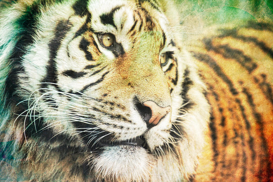 Tiger Paint Photograph by Steve McKinzie