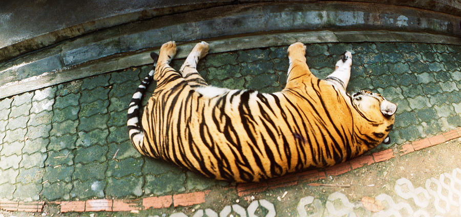 Wildlife Photograph - Tiger Panthera Tigris Sleeping by Panoramic Images